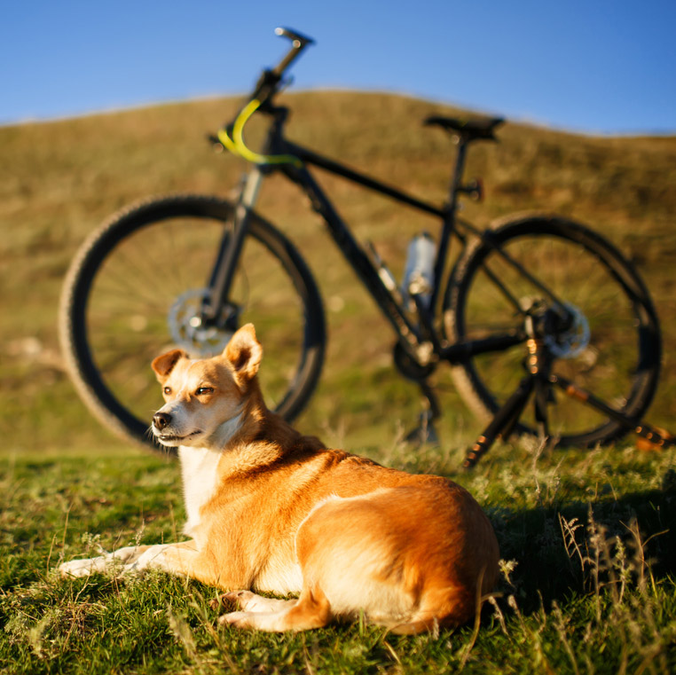 Bike-Dog