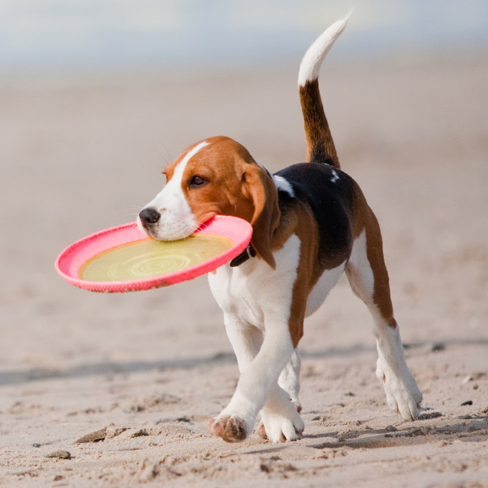 Frisbee-Dog