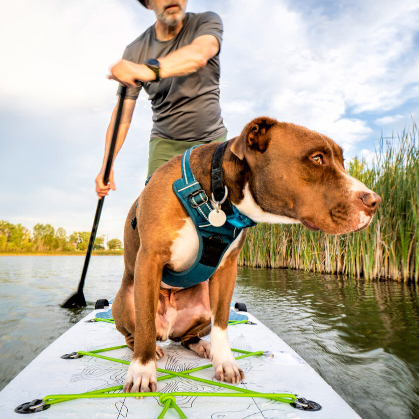 Paddleboard-Dog