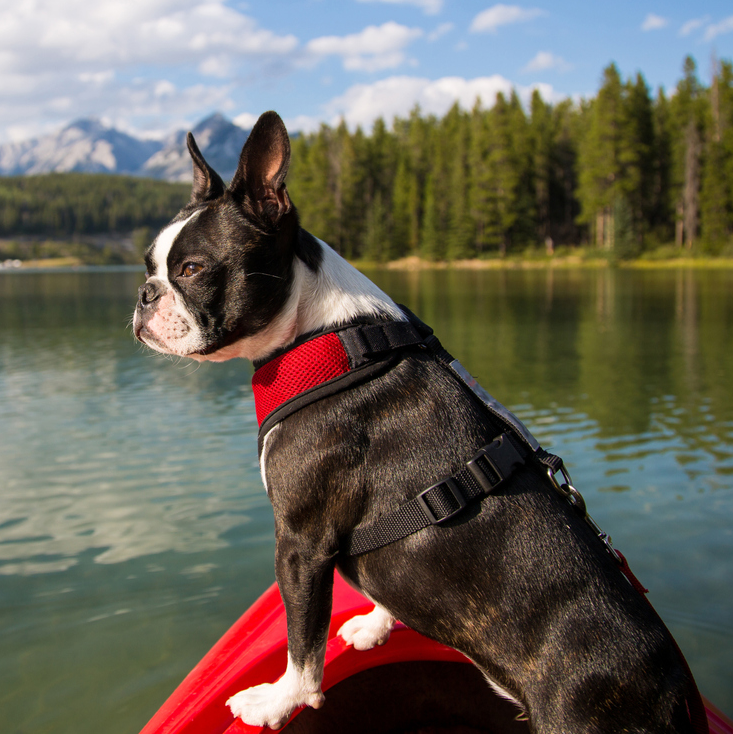 kayak dog